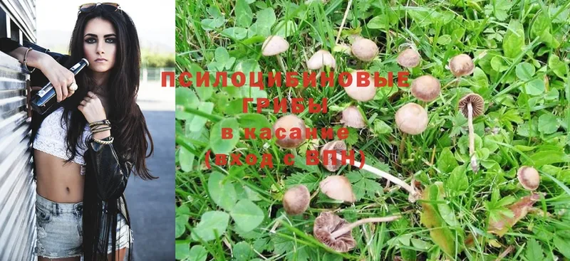 наркотики  Камышин  Псилоцибиновые грибы Psilocybine cubensis 